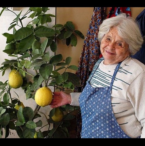 Ето как да си отгледаме лимон от семка вкъщи