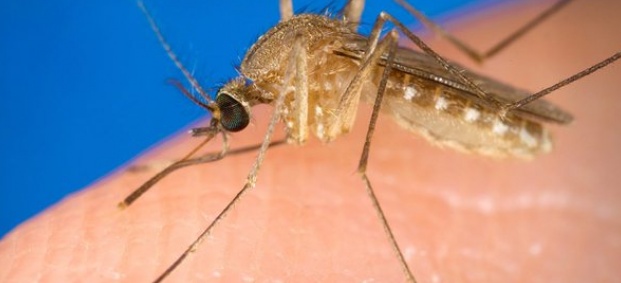 Кои хора са най-честите жертви на комарите