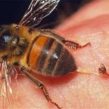 Невероятните качества на пчелната отрова