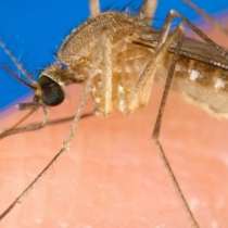 Кои хора са най-честите жертви на комарите