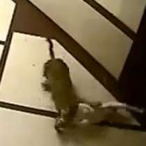 Леопард отвлече куче от жилищен блок-ВИДЕО