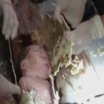 Спасиха бебе, захвърлено в канализация на тоалетна-ВИДЕО