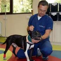 Поставиха пейсмейкър на куче, за да му спасят живота