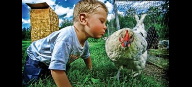 Установиха, че пилетата са по-умни от малките деца