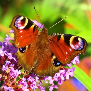 Суеверия с пеперуди и други насекоми