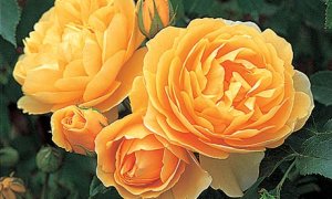 Отглеждане на Английски увивни рози