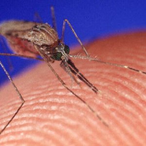 Симптоми от ухапване на комар