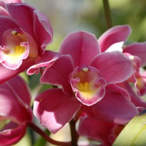 Как да отглеждаме Орхидея