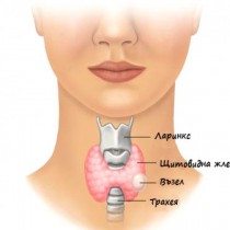 Бързи въпроси за проверка състоянието на щитовидната жлеза при жените