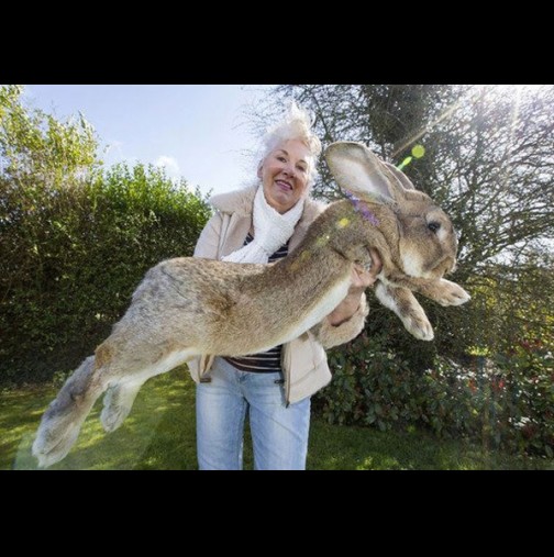 (Снимки) Вижте най-големите зайци в света: Искат да се галят и да гледат телевизия