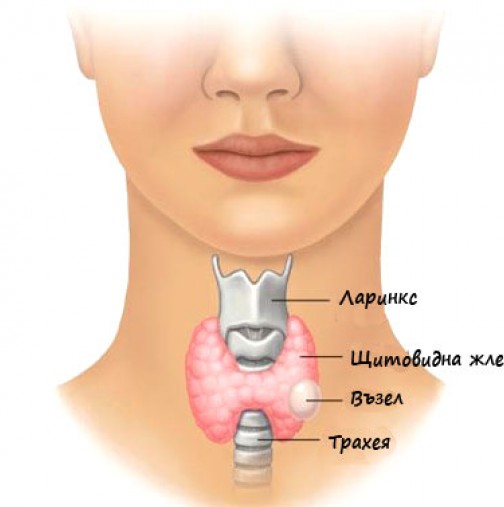 възстановяване на щитовидна жлеза