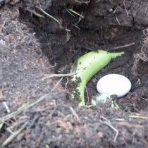 Когато разбрах защо той е сложил яйце и банан в почвата, аз си помислих, че е луд, но резултатът е впечатляващ!