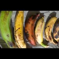И ние се изненадахме: Само 1 незрял банан на ден, прави това на нашия организъм!