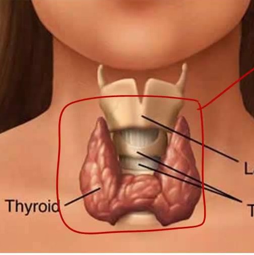 Всички признаци и причини за проблеми с щитовидната жлеза-От какво се предизвикват проблемите с щитовидната жлеза