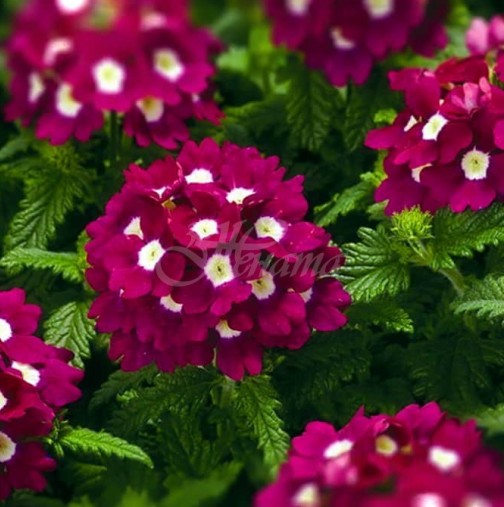 Сега е моментът: Засадете си у дома това цвете - Носи щастие и пази от нечисти сили!