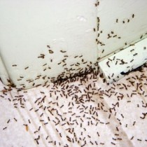 7 натурални метода да се отървете от мравките у дома без грам токсични химикали вредни за здравето ви