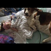 Сцената, която развълнува света: Кучетата не искали да се отделят от малкото момиченце в кома