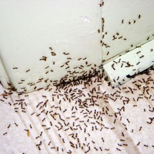 7 натурални метода да се отървете от мравките у дома без грам токсични химикали вредни за здравето ви