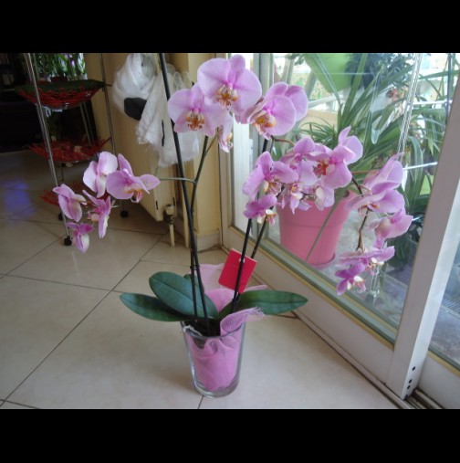 Малко съвети за грижите за орхидеята: НАПРАВЕТЕ това и тя ще цъфти повече от 3 пъти годишно!