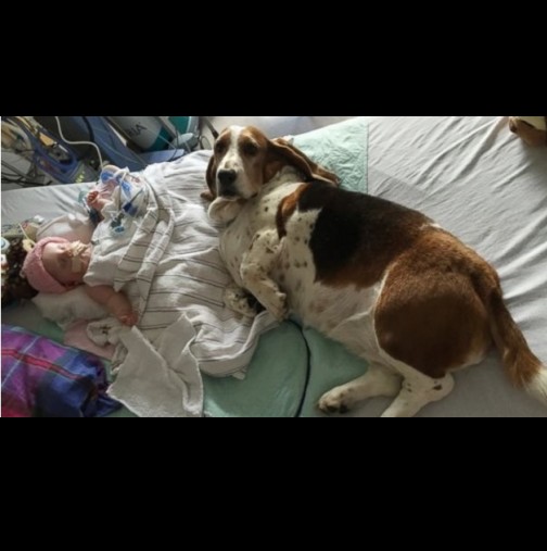 Бебето им умира... Това, което правят 2-те семейни кучета ще ви разплаче и вас (Снимки)