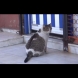 Бременна котка потърси помощ в родилен дом за хора и намери!
