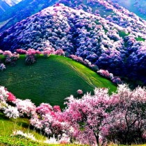 Разцъфтя в розово Долината на прасковите в Китай. Оставете очите си да се порадват на прекрасната гледка (снимки)