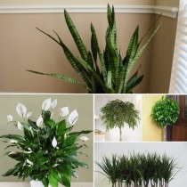 Девет невероятни стайни растения, които почистват въздуха по-добре от всяко устройство, което можете да си купите!