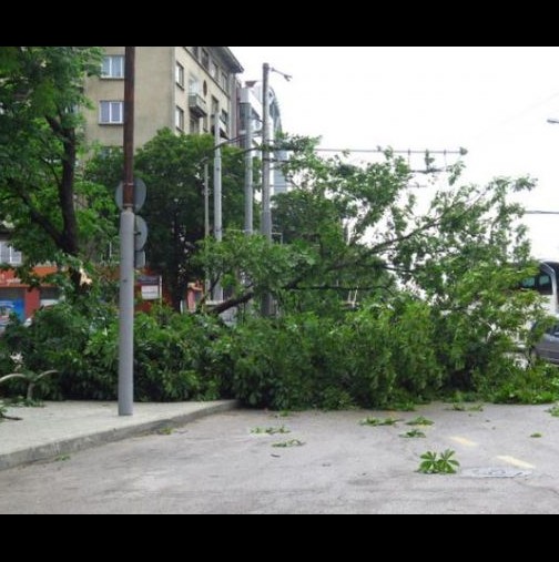 След силната буря в София: Куп поразии в центъра на столицата (Снимки)