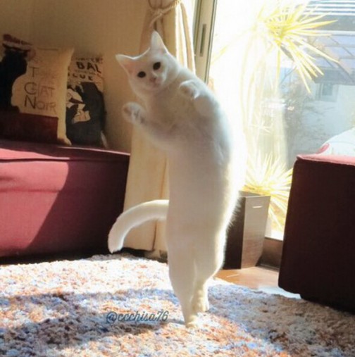 Котката-сензация, която играе балет, когато никой не я гледа - вижте уникалните снимки с танца на пухкавата красавица (СНИМКИ)