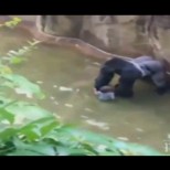 убитата горила, ето как хвана падналото при нея дете