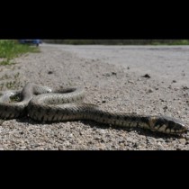 Змиите плъзнаха в цяла България! Ето какво да направите, за да се предпазите или след ухапване