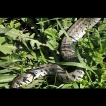 17 вида змии в България! Вижте от кои трябва да се пазим!