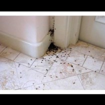 Напръскайте с тази проста смес и Никога вече няма да видите мравки в дома си!