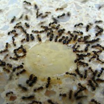 Напръскайте с тази смес от 2 натурални съставки и мравка няма да видите в дома си