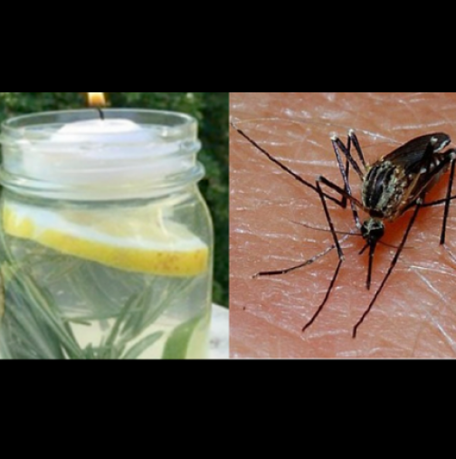 Лесен начин да прогоните комарите през лятото