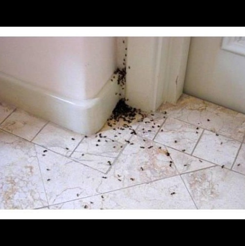 Напръскайте с тази проста смес и Никога вече няма да видите мравки в дома си!