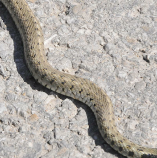 Змии и в столицата! Майка изпадна в ужас при вида на змията до детска градина в Люлин