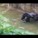 Протести заради убитата горила, ето как хвана падналото при нея дете (ВИДЕО)
