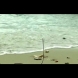 Вижте кой български плаж плувна във фекалии и е забранено къпането. Пълен ужас (Видео)