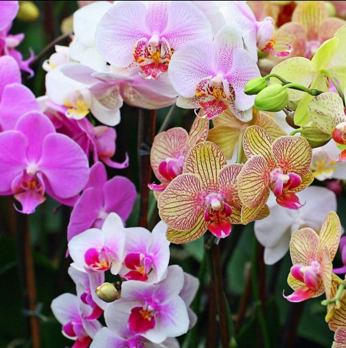 6-те тайни на майсторите на отглеждане на орхидеи. Приложете ги и ще гледате цветя, каквито досега никога не сте имали
