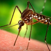 Вижте как комарите подбират жертвите си - има няколко основни признака
