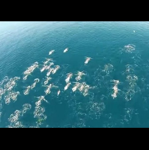 Истина е! Дрон засне цяла група русалки в океана!