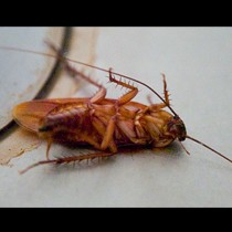Безценен съвет! Как да се избавите от хлебарките в дома ви?