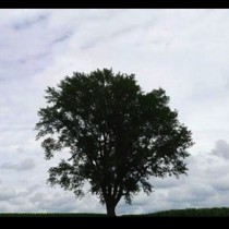Дърво на проклятието расте в България. Никой не смее да го доближи. Вижте къде се намира и какви странни неща се случват там