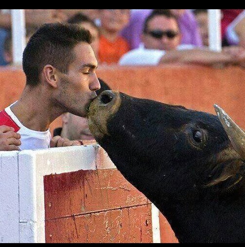 Разтърсваща снимка - бик от корида познава стопанина си в публиката и отива да го целуне!