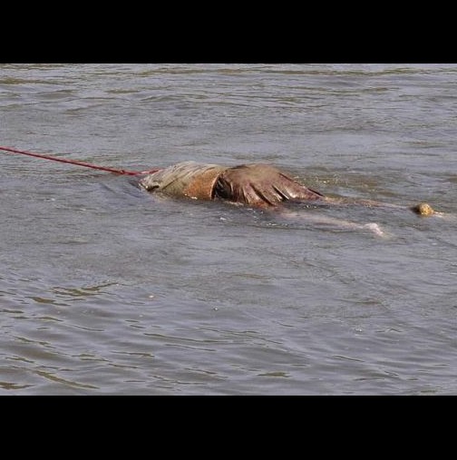 Потресаващи снимки на плаващият труп в река Камчия. Ето кой е
