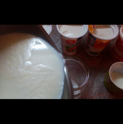 От моя личен опит: става ли купешкото кисело мляко за подквасване? 4 известни марки, 4 опита, 4 изненадващи резултата:
