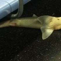Намериха акула в метрото