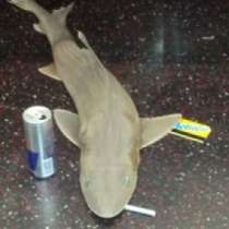 Разкриха мистерията с акулата в метрото на Ню Йорк