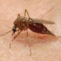 Мазила срещу комари предизвикват опасни алергични реакции